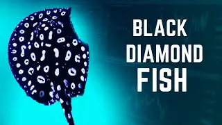 The black diamond stingray fish | A Marvel of Elegance| Fish video
