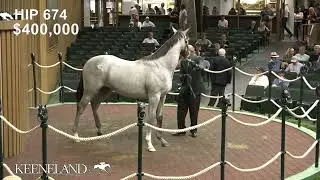 Hip 674, Tapit - Verve&rsquo;s Tale sells for $1.05 million at 2024 Keeneland September