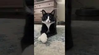Stay Toxic 😎 #cats #catshorts #catvideos #cat