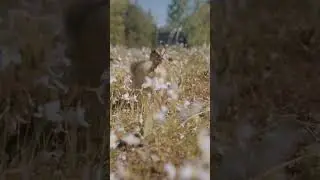 Slow motion Journey #animals #wildlife #funny #animation
