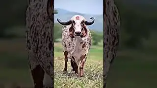 Jay Gau Mata
