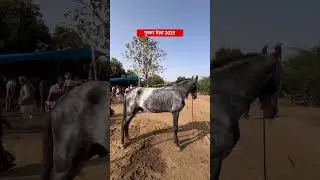 Часы Пушкарь Мела #pushkar #pushkarmela #pushkarmela2025 #pushkarmelafair #mela #shorts