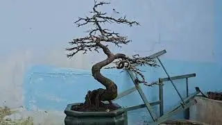 Gl ae 1 cây bonsai để bàn .ghép giảo 3 lớp 0935633236