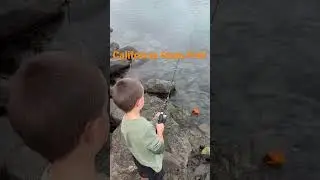 CA State Fish-Garibaldi are illegal to keep, so it was released. #shorts #shortsyoutube #shortsfeed