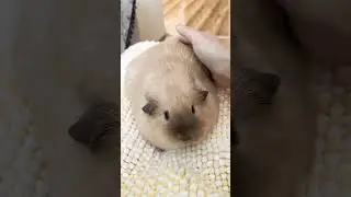 Милаша ❤️