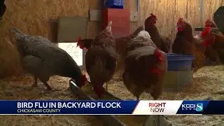 Bird flu found in Iowa backyard flock
