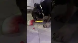 Не мой арбуз!! #шорты