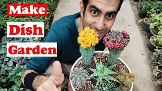 Блюдо дизайн сада | Как создать сад из кактусов и суккулентов?