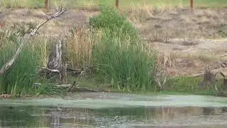 Looking for Mr. Beaver