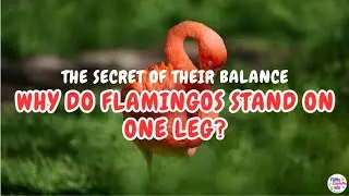 The Flamingo Mystery🦩💗 Why Do They Balance on One Leg? | Fun Facts for Kids