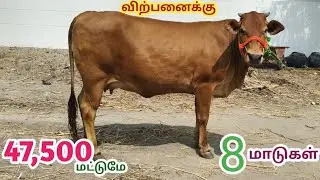 QUALITY ல குறை சொல்ல முடியாது|8 மாடுகள் விற்பனைக்கு..