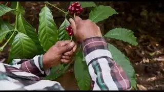 coffee country my coorg #Coorglifestyle  #coorgfood #coorgnature our coorg