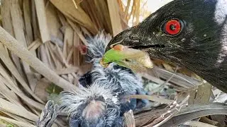 Inside of the greater coucal bird's mouth has a beautiful color @AnimalsandBirds107 