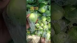 কাস্টমারকে পিয়ারা দেখানোর সময়। #fruit #farming #garden_care #agriculture