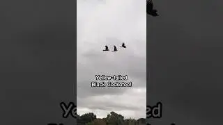 Mysterious Yellow Tailed Black Cockatoo Calls | Unbelievable!