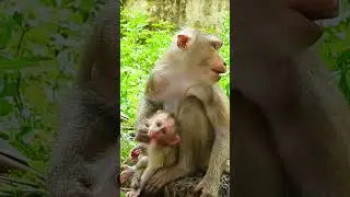 Leo is angry his mommy not giving breast milk #shortvideo #babymonkey #luna #monkey #monkeys