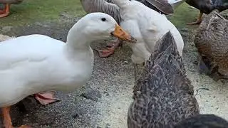 Gansos y patos ( iniciando con su puesta de huevos) 🪿🦆