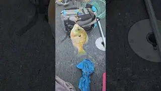 nice bluegill on the ice rod! #fishing #shorts #fishingshorts #subscribe