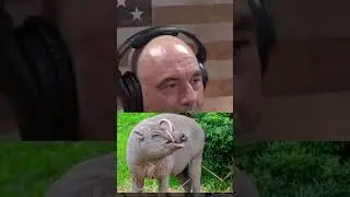 Crazy looking babirusa pig #shorts #jre #podcast