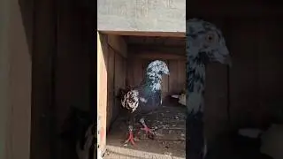 Tippler breeding pair#biswaspigeon #pigeon #pigeonlaver #kabootar