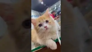 Kucing Oren Emang Enggak Ada Lawan! Gemoy Banget 😭 #kitten #shorts 