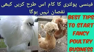 How to do Fancy Poultry Business #poultry #parttimebusiness #pets #rooftoppoultry #fancypoultry