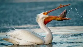 Pink-backed pelican Video || Bird videos || Plantimal