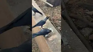 Crows having Paneer meal #crow #birds #animals #feeding #love #wildlife #shorts #shiv #subscribe