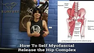 How to Self Myofascial Release The Hip Complex