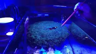 A Hungry Clownfish