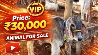 Malir Mandi Karachi | Latest Update vip maal &hearts;️🫵😱😱😱