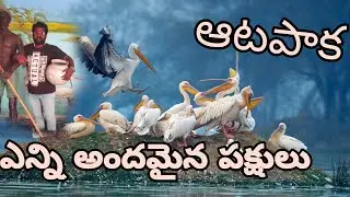 ఆటపాక అంధలు atapaka videos Bird sanctuary videos (Santosh Kumar Dil) kolleru videos atapaka videos