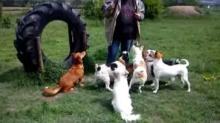 spanische hunde im mai 2012