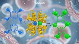 Local Estrogen Production in Breast Cancer | How Tumors Fuel Their Own Growth