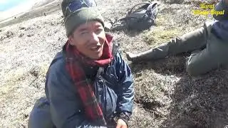hunting himalayan gold //yarsagumba//himalayan people life //rural village nepal//