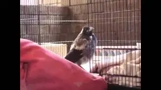 FLUFFY PEEP ON PINK CHAIR - RAISING A BABY MAGPIE