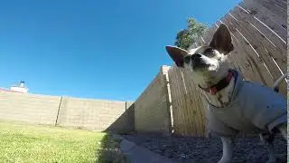 Deek enjoying the sun