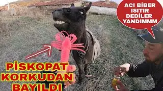 BUZ GİBİ HAVADA BOLL ACII~PİSKOPAT KORKUDAN BAYILDI