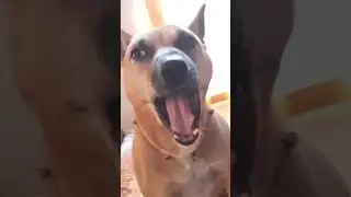 Leo Listen Well #shorts #ytshorts #leo #dbrownmixstudio #dog #ObedientDog