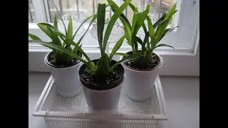 Мои новые орхидеи.Oncidium Twinkle: 