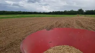 Spreading Wheat - In 4K!
