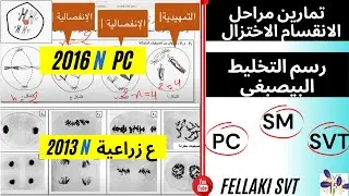 ‎⁨ تمارين مراحل  الانقسام الاختزال مع رسم التخليط البيصبغي