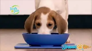 Non Skid Pet Bowl Set - No Flip Dog Bowl Dog Spill Proof Mat Set - Interlocking Non Skid Pet Puppy.