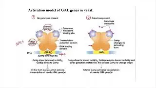 Galactose Regulation in Yeast || Eukaryotic Gene Regulation || GATE Biotechnology || CSIR-NET || DBT