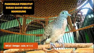Paling Di Cari Untuk Pancingan Semua Jenis Perkutut Pasti❗Respons #perkututlokalgacor