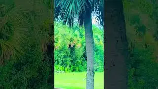 #wildanimals #wildlife #deer #rabbit #nature #shortvideo  #shorts