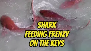 FEEDING FRENZY AT BUD & MARY'S ON THE FLORIDA KEYS #sharks #florida keys