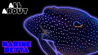 All About The Marine Betta Fish