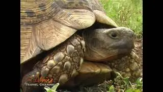 Rhino River Lodge Hluhluwe KwaZulu Natal South Africa- Africa Travel Channel
