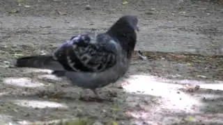 test 1080p samsung wb750 max zoom